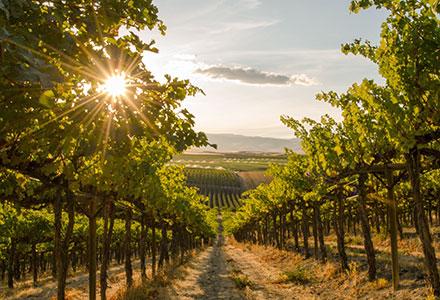 Washington state vineyard